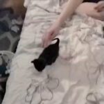 $25.00 rehoming fee in College Station, Texas