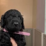 Akc Standard Poodle in Lehigh Acres, Florida