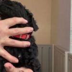 Standard Black Poodle in Lehigh Acres, Florida