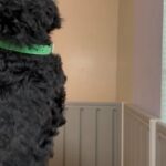Poodle in Lehigh Acres, Florida