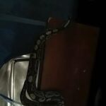 gmo ball python normal morph in Washington, District of Columbia
