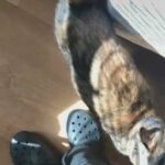 Re Homing Tortie Cat in Merced, California