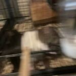 Pet Rats for Rehoming in Bradenton, Florida