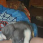 Pitbull puppy in Arizona City, Arizona
