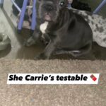 Adorable frenchie female pup in Arizona City, Arizona