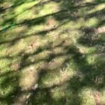 2 month old German shepherd in Arizona City, Arizona