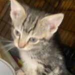 Cute Kittens in Central Islip, New York
