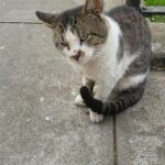 boy cat in brooklyn n.y   friendly not fixed $50 in New York City, New York