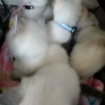 Purebred Ragdoll Kittens in Rochester, New York