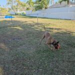 2yr Belgian Malinois Pure Breed Trained in Arizona City, Arizona