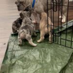 Looking for their Fur-ever homes in Arizona City, Arizona