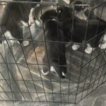 Husky Puppies for Sale in Arizona City, Arizona