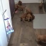 Irish Setter pups in Kalamazoo, Michigan
