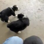 Australian Shepherds in Menifee, California