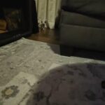 rehoming in Hartford, Connecticut