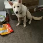 German Shepard Mix in Indianapolis, Indiana