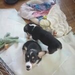 lil corgis in Los Angeles, California
