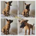 belgian  malinois in Phoenix, Arizona