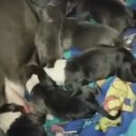 blue nose pit puppies for salee in Deltona, Florida