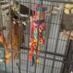 2 Bonded Male Cockatiels For Rehoming in Nashville, Tennessee
