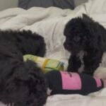 Maltipoo puppies in Arizona City, Arizona