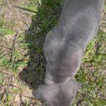 Teacup Pomeranian puppy for sale in Arizona City, Arizona