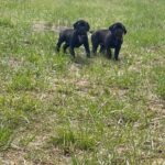 AKC Cane Corso in Arizona City, Arizona