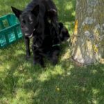 Black German Shepherds in Arizona City, Arizona