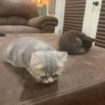 Persian Kittens in San Angelo, Texas