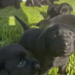 AKC Lab Puppies in Camano, Washington