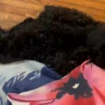 Multipoos for Adoption! in Beltsville, Maryland