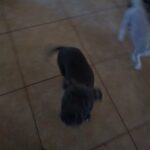 female pocket bully in Fort Myers, Florida