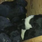 NEWFOUNDLAND PUPPIES in Lockport, Illinois