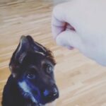 German Shepherd Puppies in Los Angeles, California