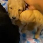 Moyen Poodles in Tampa, Florida