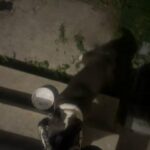 Bully in Los Angeles, California