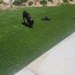 cane corso  puppies in Riverside, California