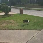 Young Husky/Pointer Pup in Houston, Texas