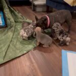 Looking for their Fur-ever homes in Arizona City, Arizona