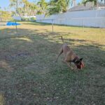 2yr Belgian Malinois Pure Breed Trained in Arizona City, Arizona