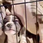 9 Week American Pitbull Terriers in Fayetteville, North Carolina