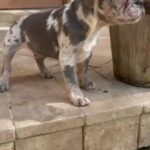 French Bulldog in Miramar, Florida