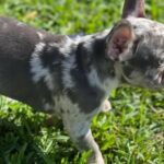 French Bulldog Female in Miramar, Florida