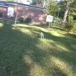 Trained Pitbull Puppy in Albany, Georgia