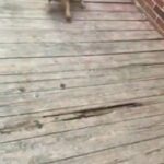 Little Rusty (Girl) in Albemarle, North Carolina