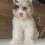 Choco Berry Merle Yorkie in Dallas, Texas