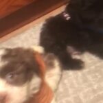Shihpoo Puppies in Baltimore, Maryland