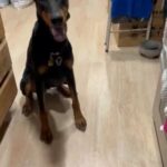 Male Doberman in Phoenix, Arizona