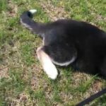 8 Week Old Siberian Husky Puppy in Naugatuck, Connecticut