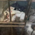 American Bulldog Puppies (mixed) in Ocean Springs, Mississippi